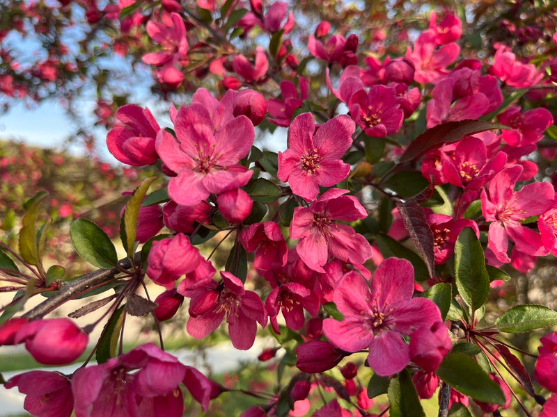 Indian Magic Flowering Crabapple Tree