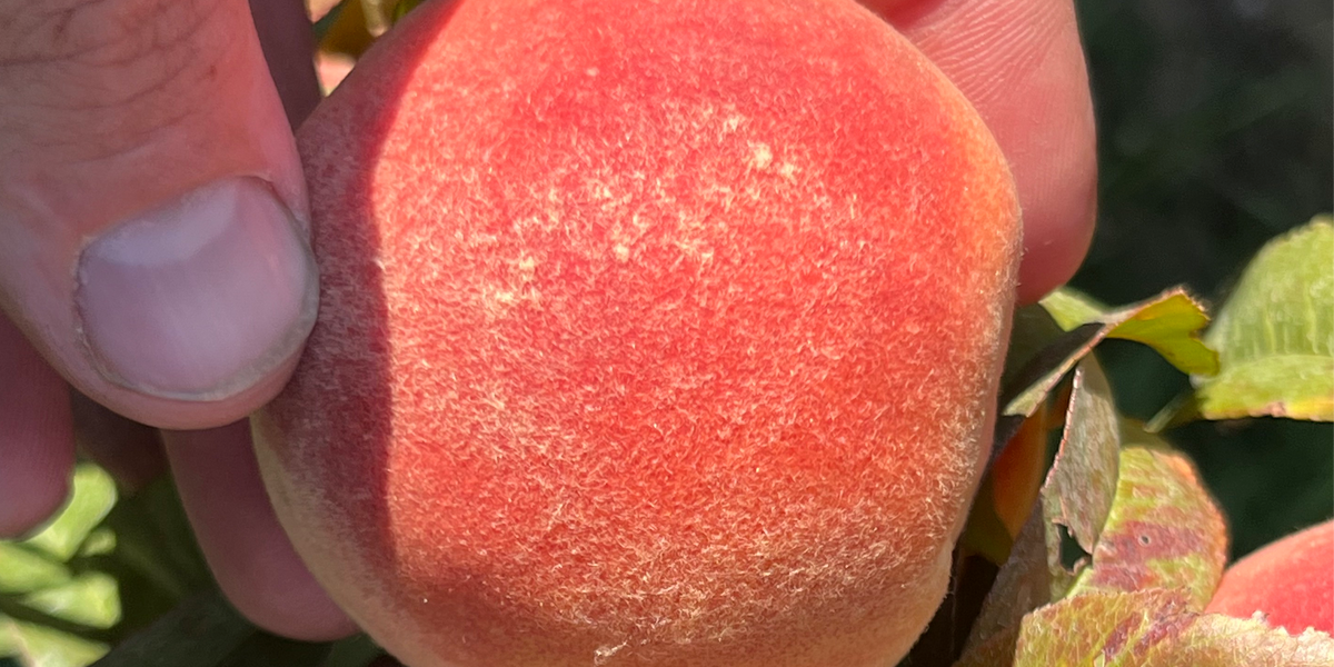 Intrepid Peach Trees — Roots to Fruits Nursery