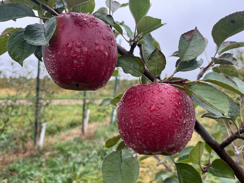 Black Twig Scionwood