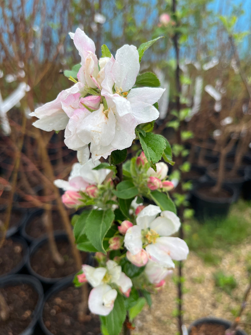 Reine de Pomme Apple Tree