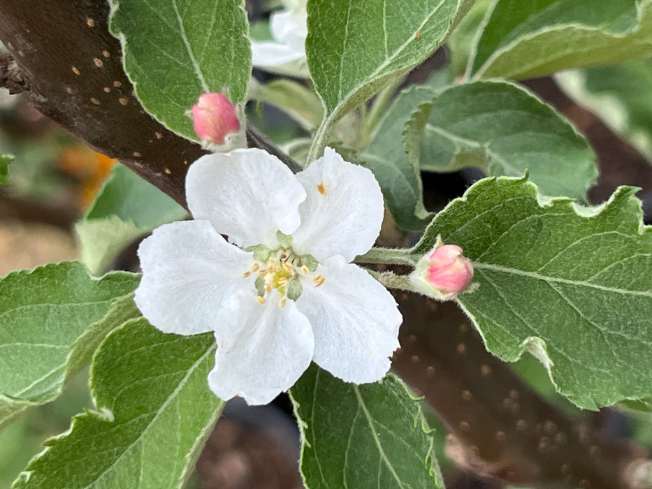 Hudson's Golden Gem Apple