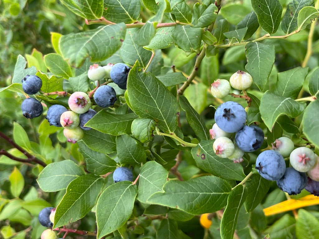 Northland Blueberry Bushes — Roots to Fruits Nursery