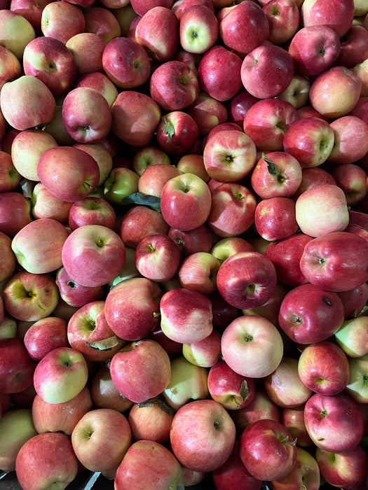 Ambrosia Apple Tree