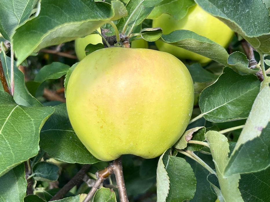 Ginger Gold Apple Trees