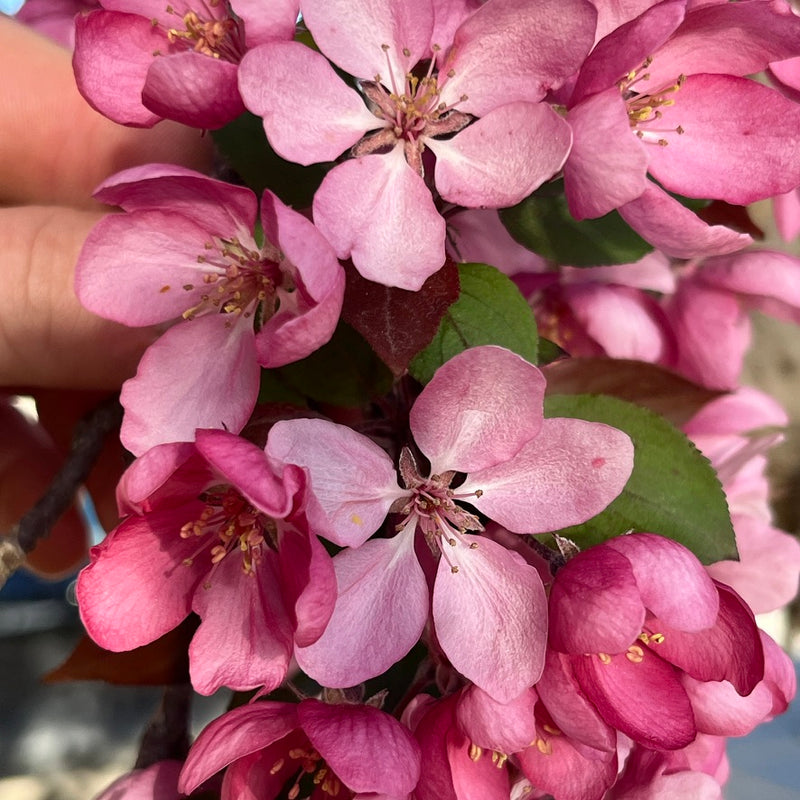 Lucy™ Glo Apple Tree
