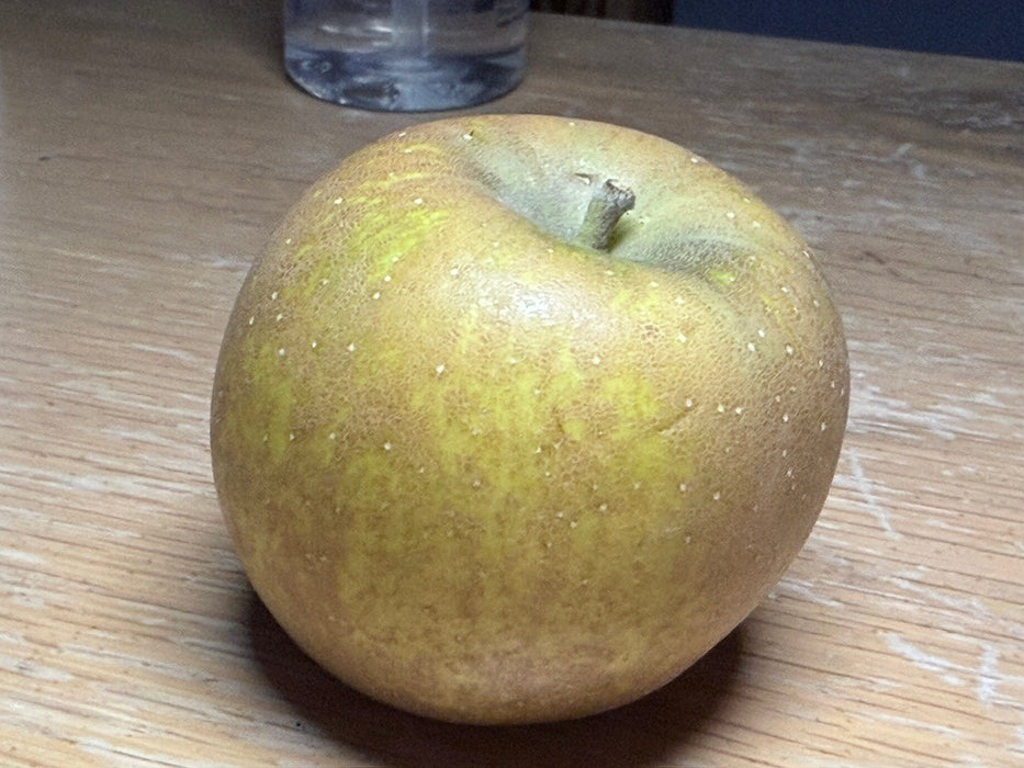 Roxbury Russet Apple Tree
