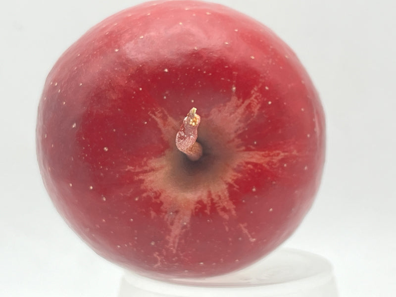 Story®  Inored Apple Tree