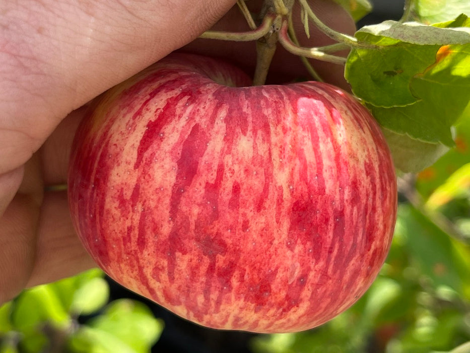 Duchess of Oldenburg Apple Tree