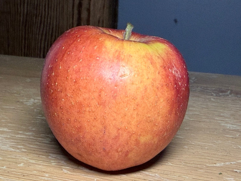 Esopus Spitzenburg Apple Trees