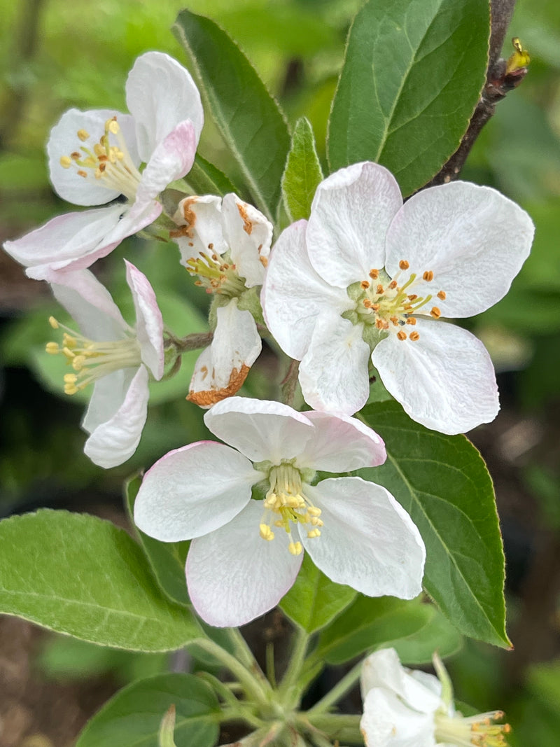 Harrison Apple Trees