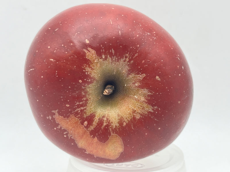 Black Twig Apple Tree