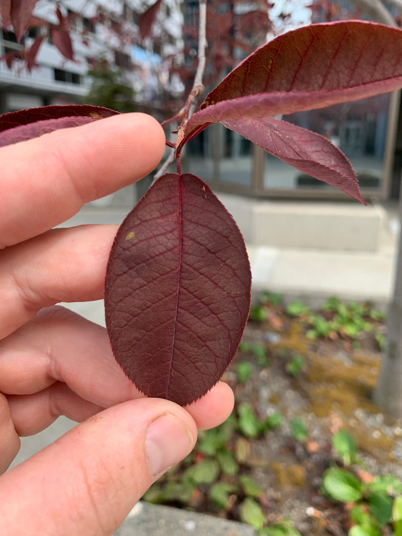Black Lace Elderberry Leaves