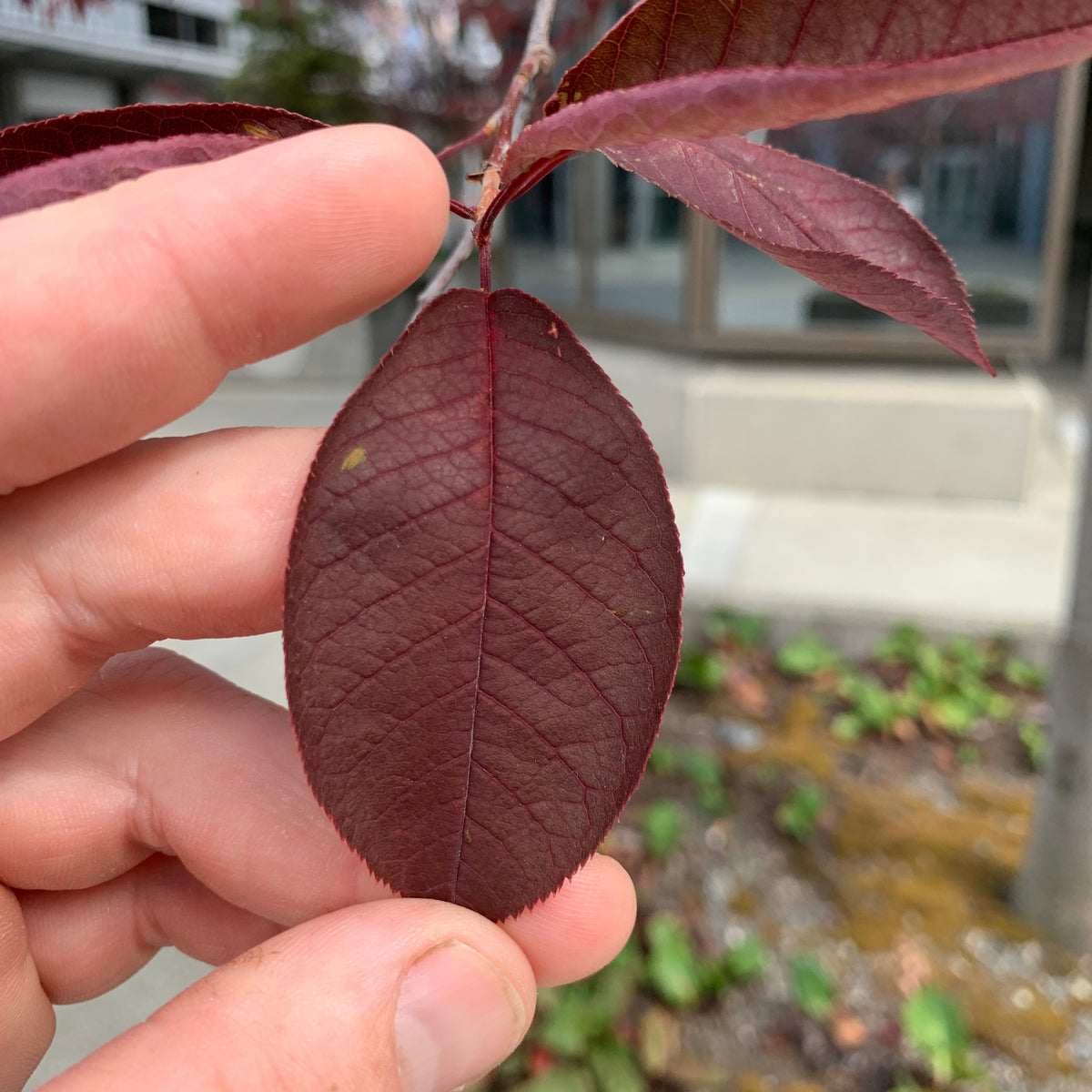 Black Lace Elderberry — Roots to Fruits Nursery