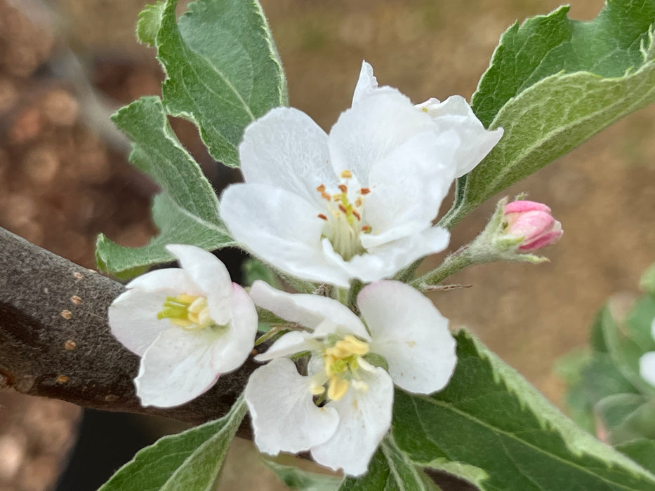 Hudson's Golden Gem Apple