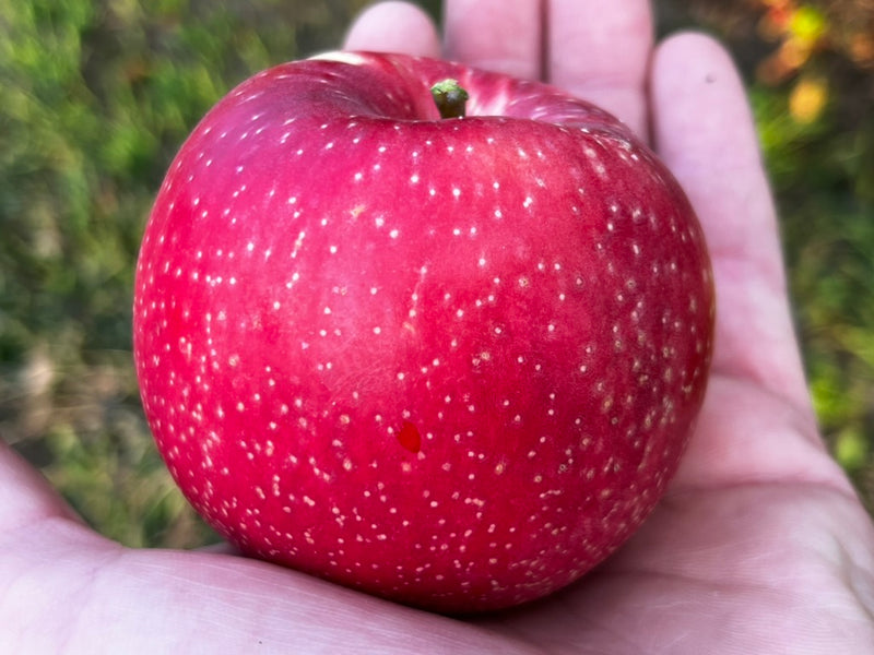 Gaylon's Founding Apple Tree