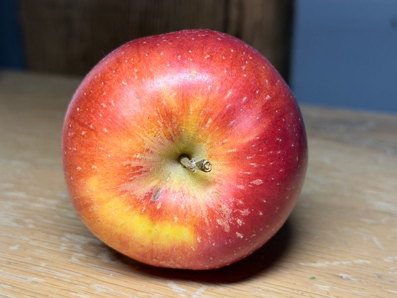 Esopus Spitzenburg Apple Trees