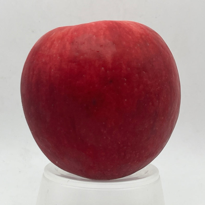 Burgundy Apple Scionwood