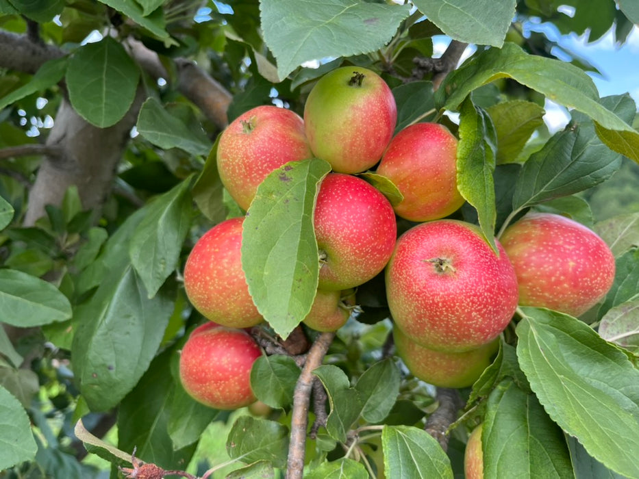 Gaylon's Founding Apple Tree