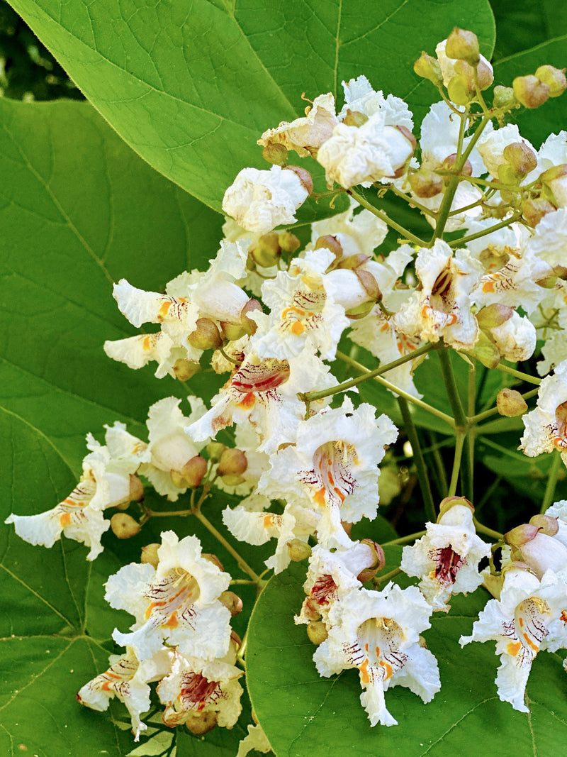 Northern Catalpa Tree