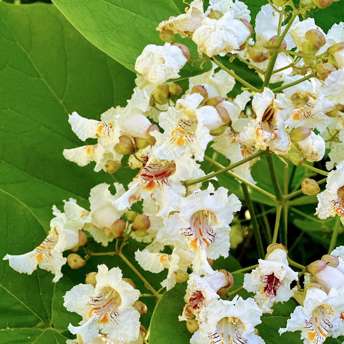 Northern Catalpa Tree — Roots to Fruits Nursery