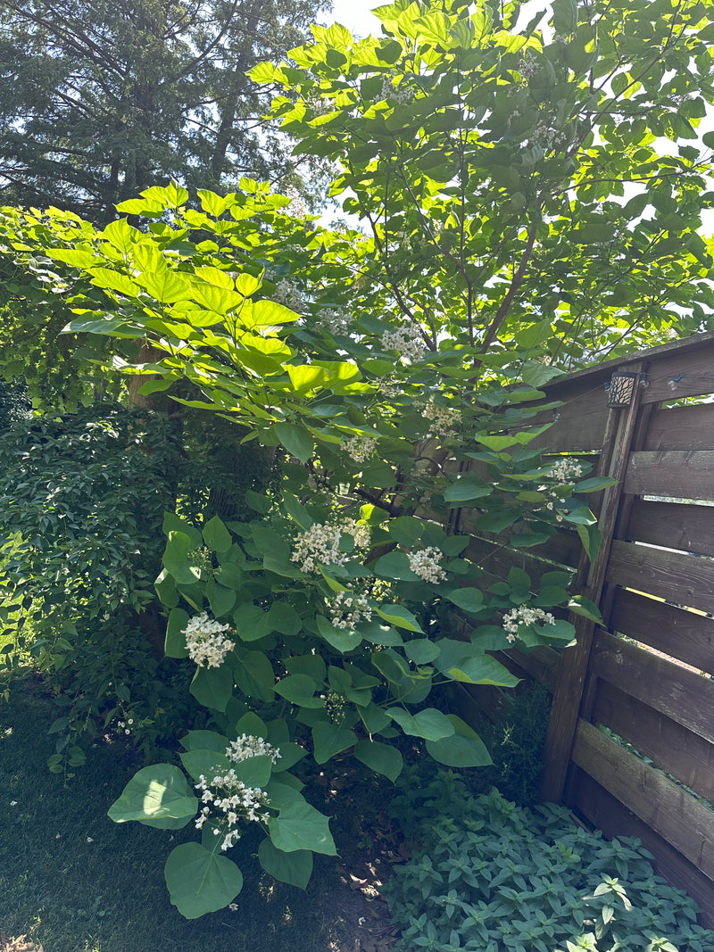 Northern Catalpa Tree