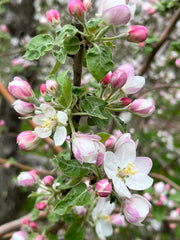 Cortland Apple Tree Blossoms