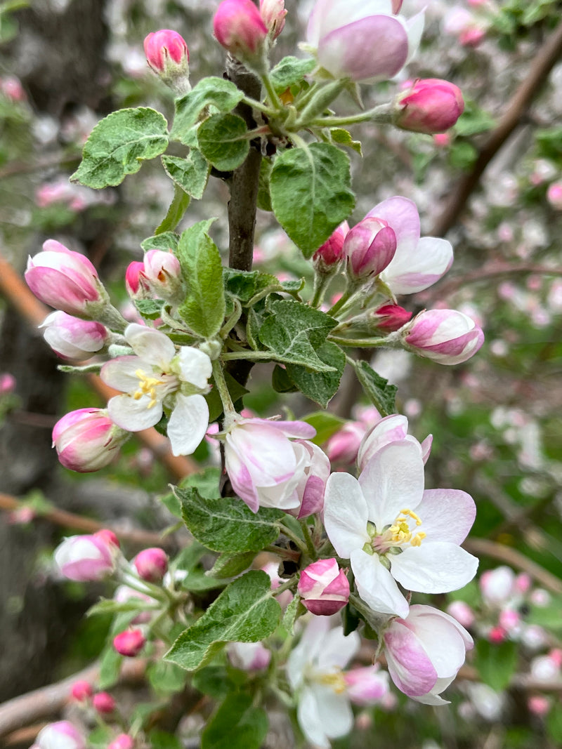 Cortland Apple Tree Blossoms