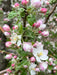 Cortland Apple Tree Blossoms