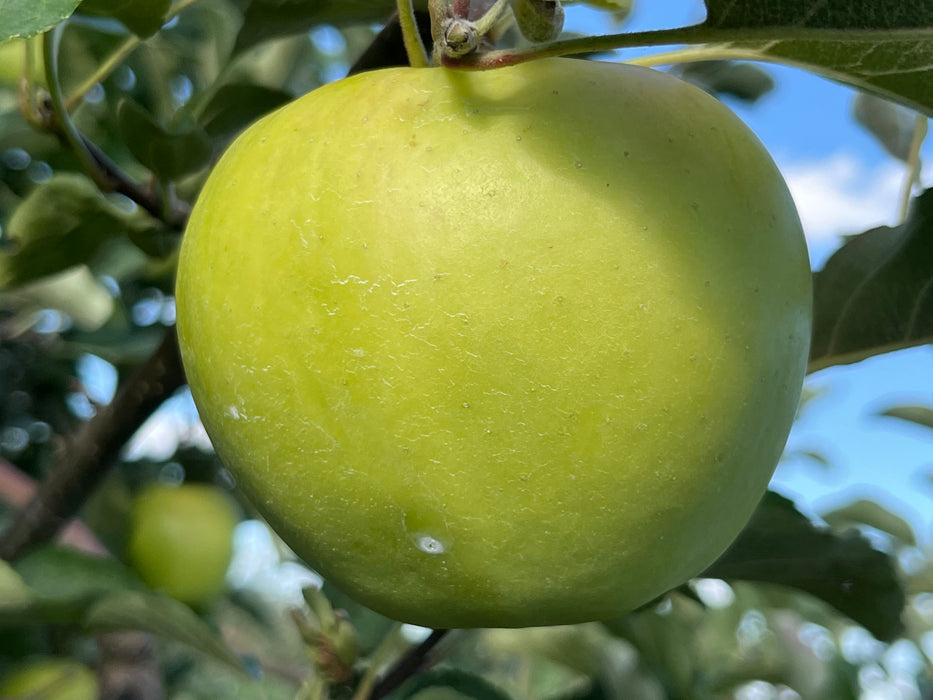 Ginger Gold Apple Trees