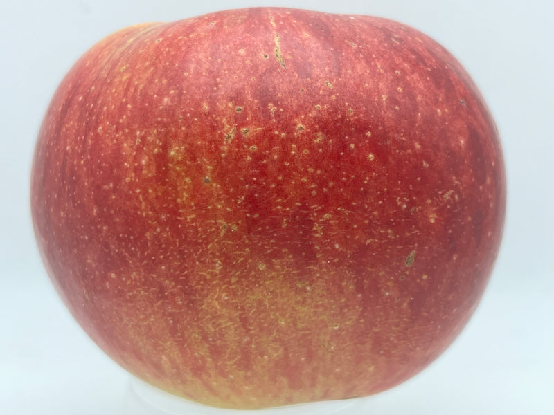 Fireside Apple Trees