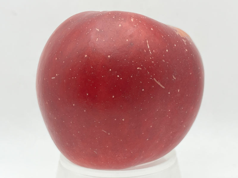 Black Twig Apple Tree