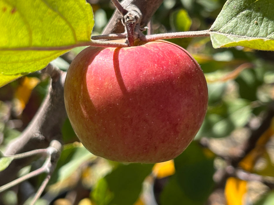 Binet Rouge Apple Tree