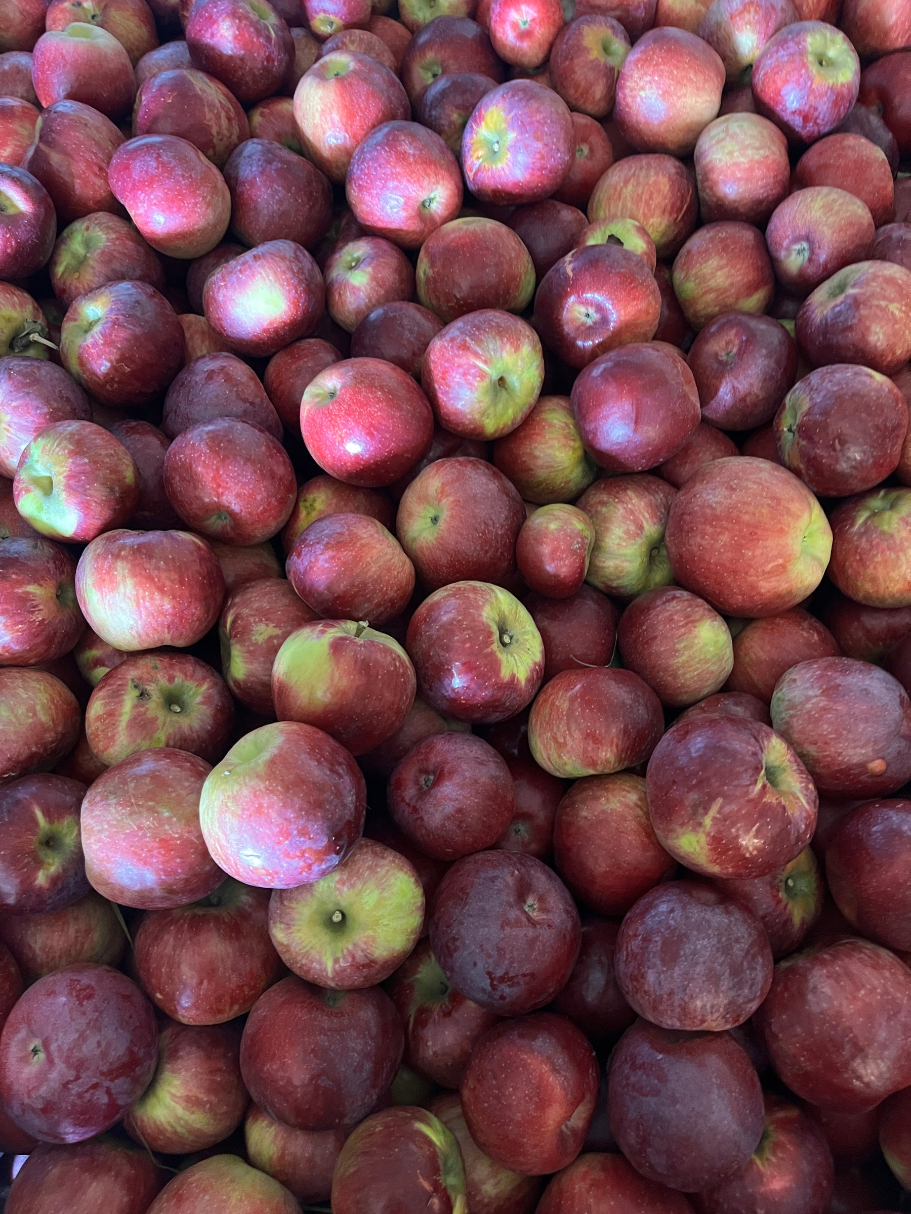Triumph™ Apple Tree — Roots to Fruits Nursery