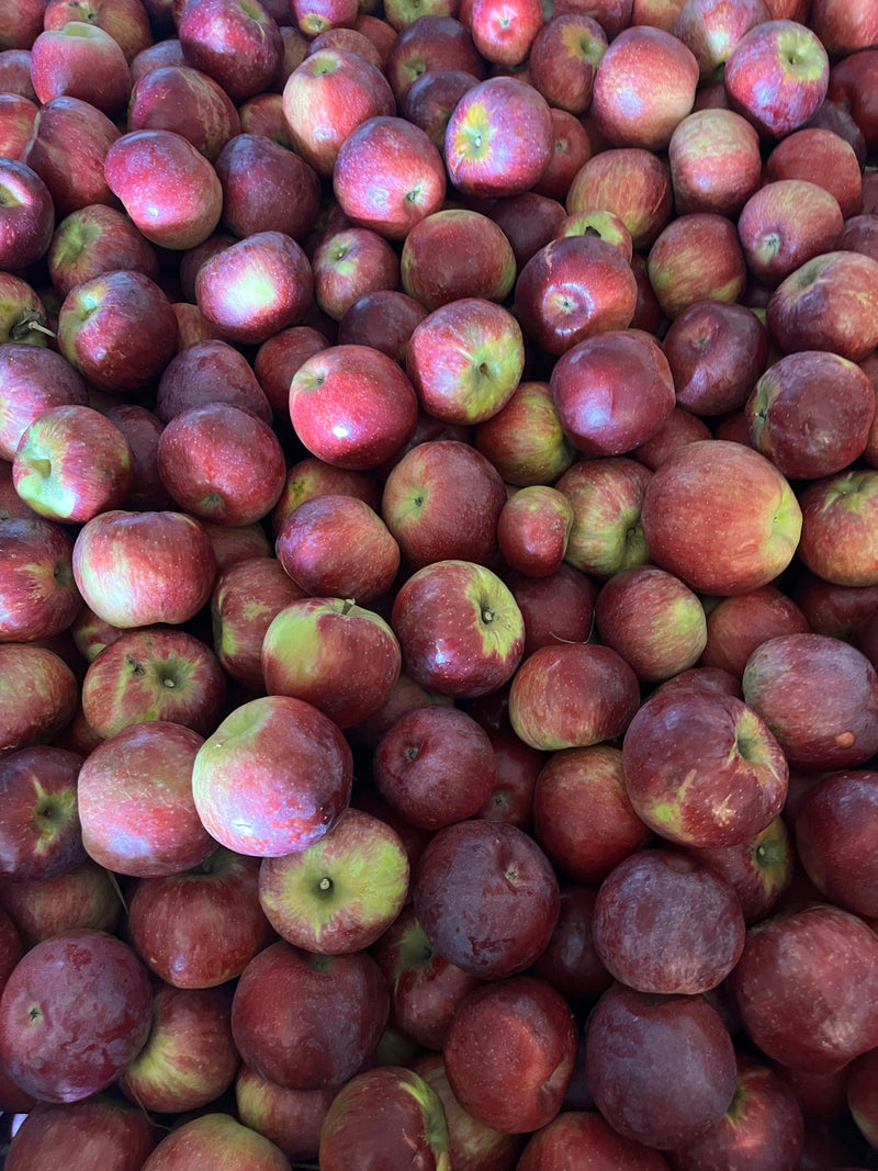 Triumph™  Apple Tree