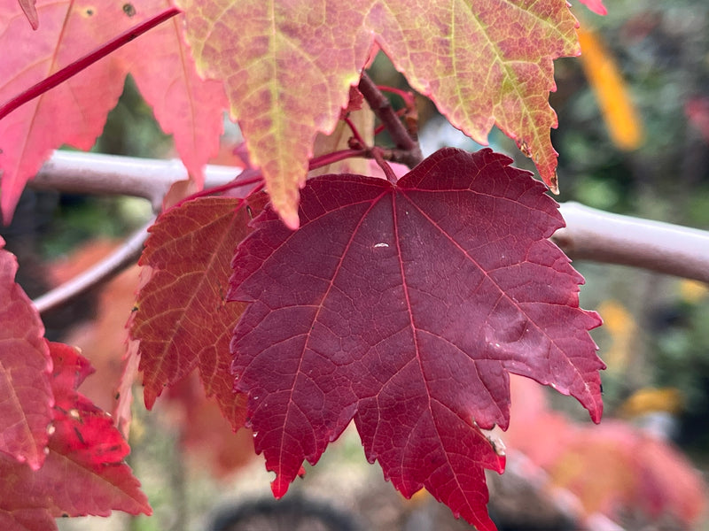 Brandywine Maple Tree