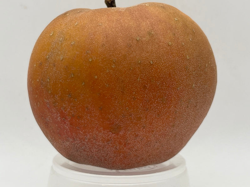Minnesota Russet Apple Scionwood