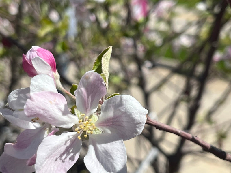Dorsett Golden Apple Tree