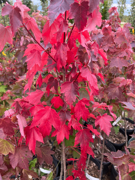 Brandywine Maple Tree