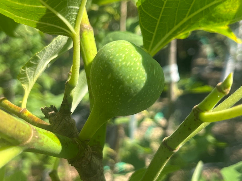 Desert King Fig Tree