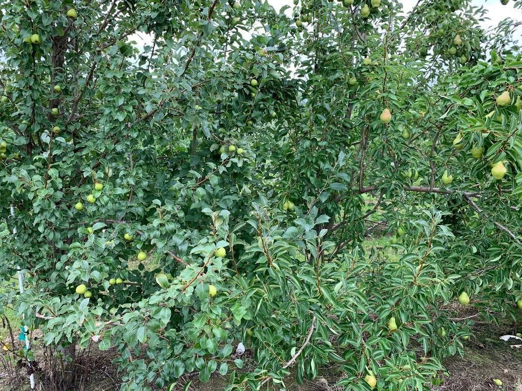 Hellen's Early Pear Tree — Roots to Fruits Nursery