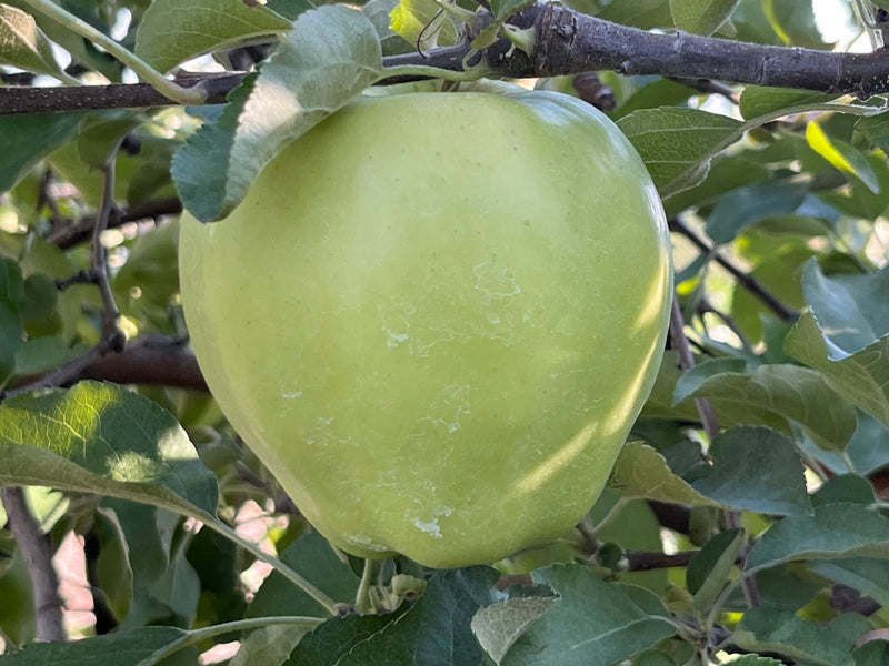 Ginger Gold® Apple Trees