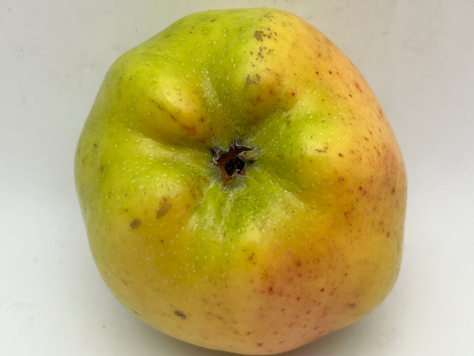 Calville Blanc d'Hiver Apple