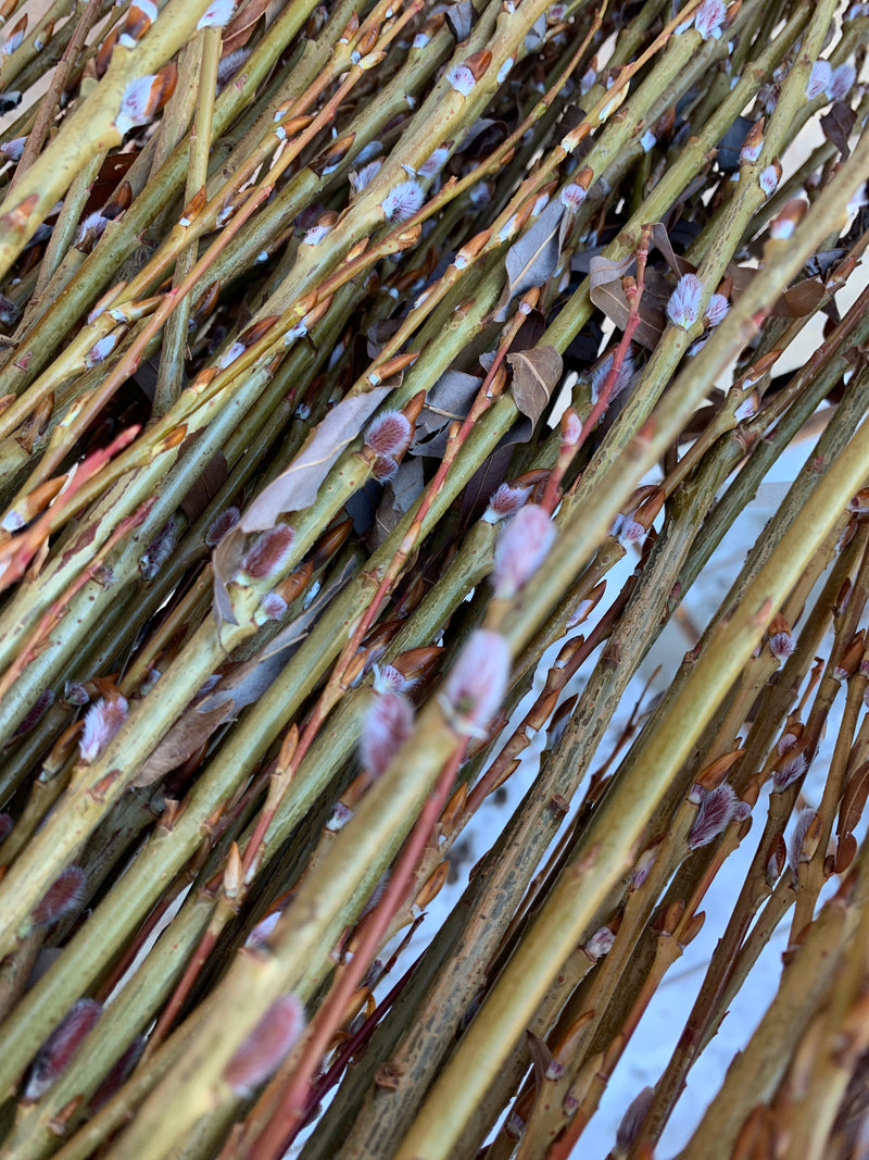 French Pink Pussy Willow Bush