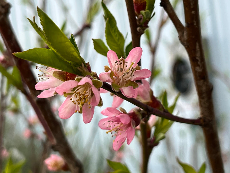 Contender Peach Tree