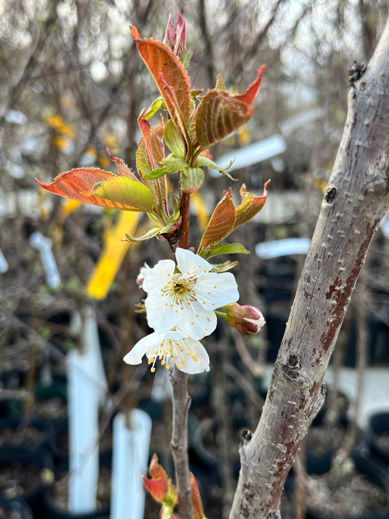 planting bing cherry seeds Bing Cherry Tree — Roots to Fruits Nursery