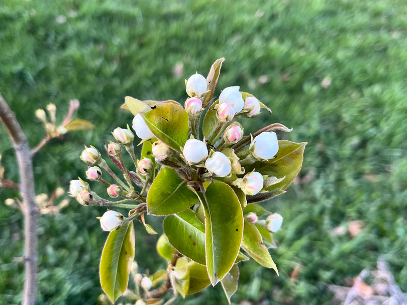 Kieffer Pear Trees