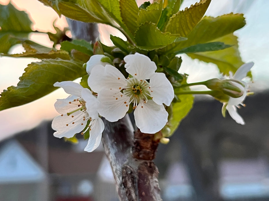 Surefire Cherry Tree