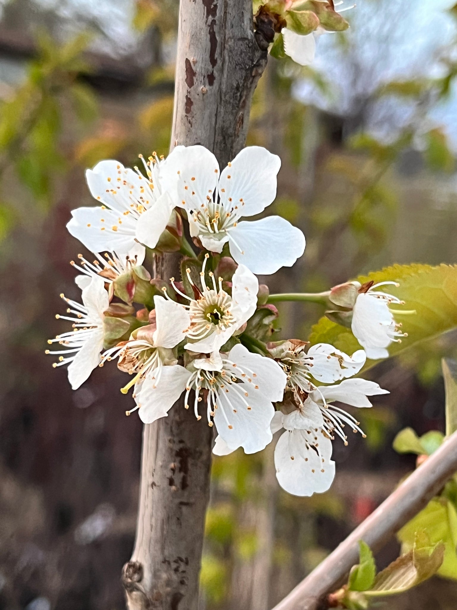 Cherry Tree With Roots Sweet Cherry Trees — Roots to Fruits Nursery