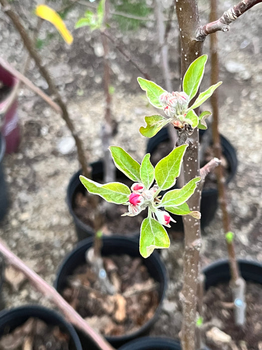 5 small autumn crisp apples very early in bud development. 6 black pots holding trees in the back ground