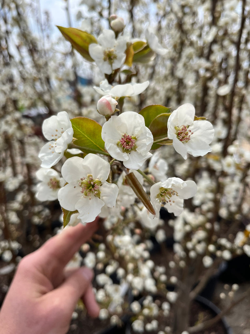 Barland Pear Tree — Roots to Fruits Nursery